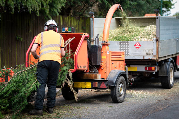 Best Local Tree Services  in White Plains, NC